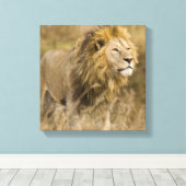 Afrika. Tanzania. Mannelijke lion bij Ngorongoro Canvas Afdruk (Insitu (Houten vloer))