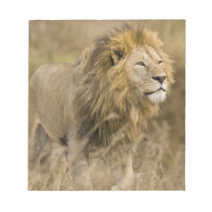 Afrika. Tanzania. Mannelijke lion bij Ngorongoro Notitieblok