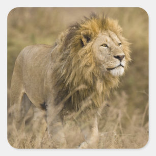 Afrika. Tanzania. Mannelijke lion bij Ngorongoro Vierkante Sticker