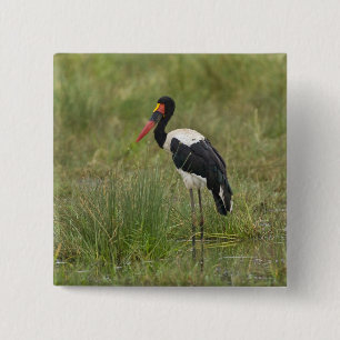 Afrika. Tanzania. Mannelijke Sadelbekooievaar Vierkante Button 5,1 Cm