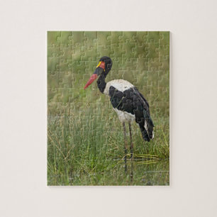 Afrika. Tanzania. Mannetje zadelbekooievaar Legpuzzel