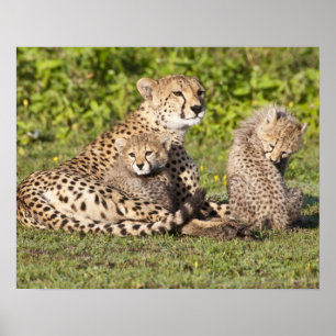 Afrika. Tanzania. Moederjachtluipaard en welpen 2 Poster