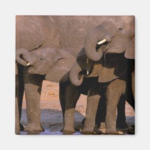 Afrika, Tanzania, Nationaal Park Tarangire. Magneet