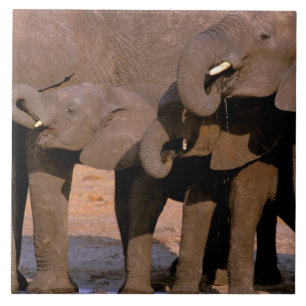 Afrika, Tanzania, Nationaal Park Tarangire. Tegeltje