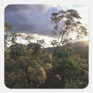 Afrika, Tanzania, Ngorongoro Conservation Area, Vierkante Sticker