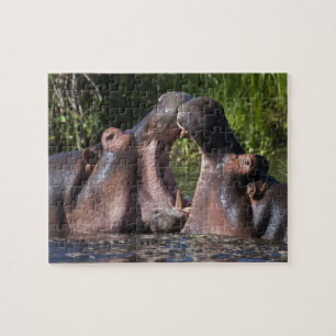 Afrika. Tanzania. Nijlpaarden sparren Legpuzzel