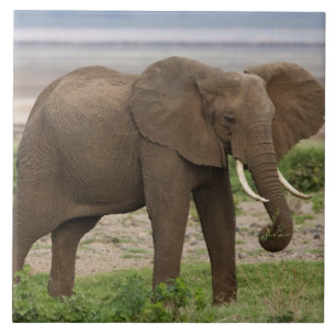 Afrika. Tanzania. Olifant bij Nationaal Park Lake Tegeltje