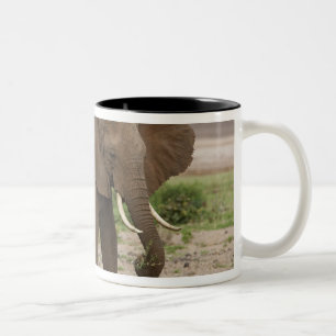 Afrika. Tanzania. Olifant bij Nationaal Park Lake Tweekleurige Koffiemok