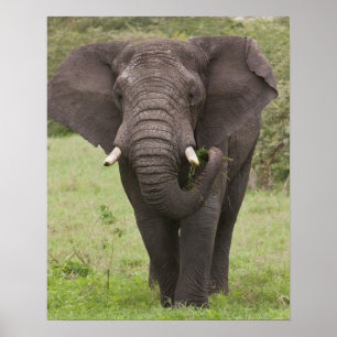 Afrika Tanzania olifant bij Ngorongoro krater Poster