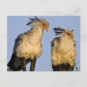 Afrika. Tanzania. Secretarisvogels bij Ndutu Briefkaart
