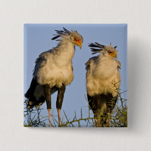 Afrika. Tanzania. Secretarisvogels bij Ndutu Vierkante Button 5,1 Cm