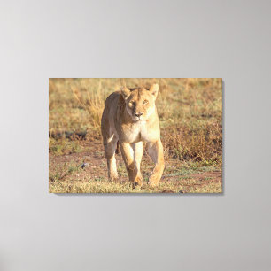 Afrika, Tanzania, Serengeti. Leeuw en Leeuwin Canvas Afdruk