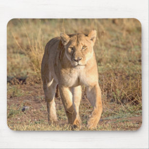 Afrika, Tanzania, Serengeti. Leeuw en Leeuwin Muismat
