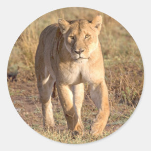 Afrika, Tanzania, Serengeti. Leeuw en Leeuwin Ronde Sticker