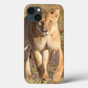 Afrika, Tanzania, Serengeti. leeuwen en leeuwen iPhone 13 Hoesje