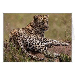 Afrika, Tanzania, Serengeti. Leopard