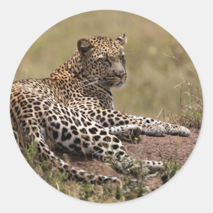 Afrika, Tanzania, Serengeti. Luipaard Ronde Sticker