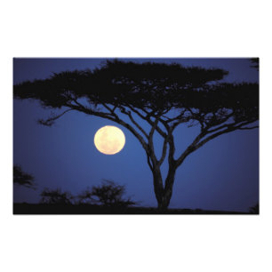 Afrika, Tanzania, Tarangire. Acacia-boom in Foto Afdruk