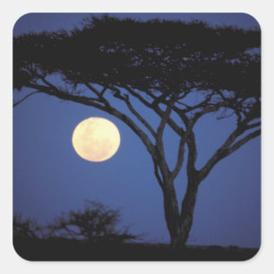 Afrika, Tanzania, Tarangire. Acacia boom in Vierkante Sticker