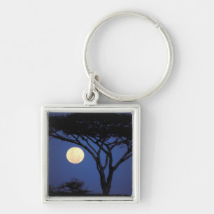 Afrika, Tanzania, Tarangire. Acaciaboom in Sleutelhanger