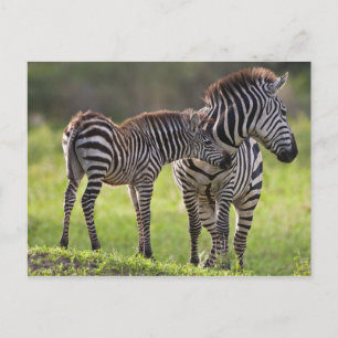 Afrika. Tanzania. Vaak voorkomende Zebra moeder en Briefkaart