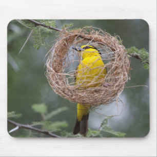 Afrika. Tanzania. Vrouw Black-Necked Weaver Muismat