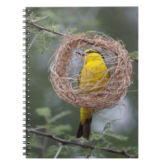 Afrika. Tanzania. Vrouw Black-Necked Weaver Notitieboek (Voorkant)