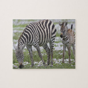 Afrika. Tanzania. Zebra moeder en veulen Legpuzzel