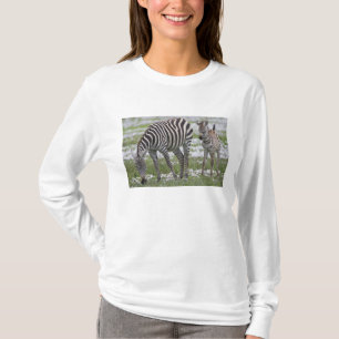 Afrika. Tanzania. Zebra moeder en veulen T-shirt