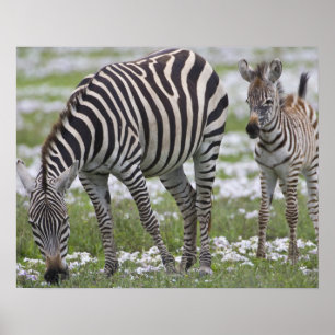 Afrika. Tanzania. Zebra Poster