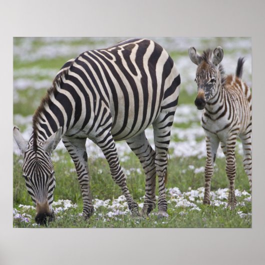 Afrika. Tanzania. Zebra Poster (Voorkant)