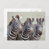 Afrika, Tanzania, zebras Briefkaart (Voorkant / Achterkant)