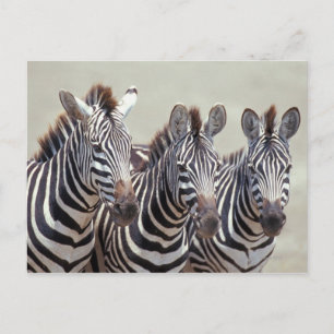 Afrika, Tanzania, zebras Briefkaart