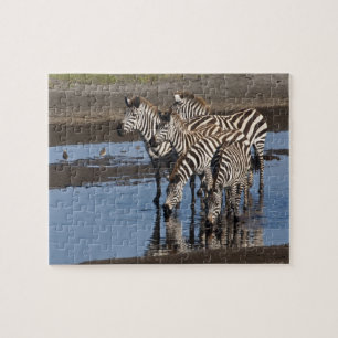 Afrika. Tanzania. Zebras drinken bij Ndutu Legpuzzel