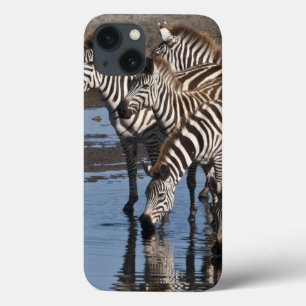 Afrika. Tanzania. Zebras drinkend bij Ndutu iPhone 13 Hoesje
