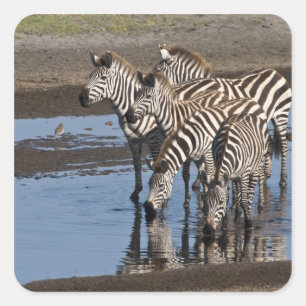 Afrika. Tanzania. Zebras drinkend bij Ndutu Vierkante Sticker