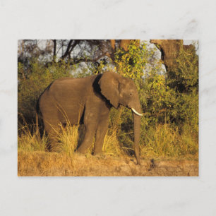 Afrika, Zimbabwe, Nationaal Park Victoriawatervall Briefkaart