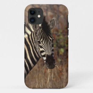 Afrika, Zuid-Afrika, Kruger NP Zebra portret iPhone 11 Hoesje