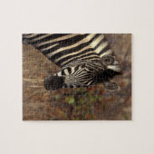 Afrika, Zuid-Afrika, Kruger NP Zebra-portret Legpuzzel (Horizontaal)