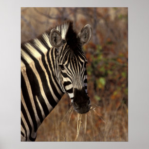 Afrika, Zuid-Afrika, Kruger NP Zebra-portret Poster