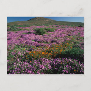 Afrika, Zuid-Afrika, Namaqualand, Oranje en Briefkaart