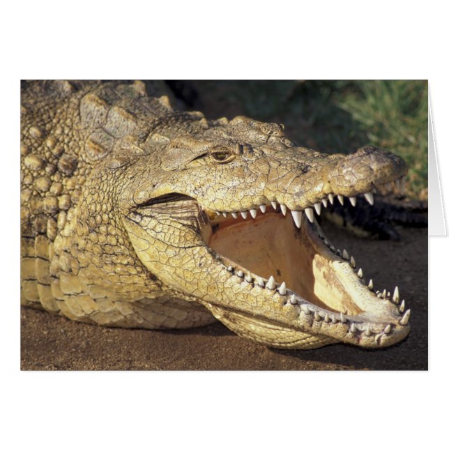 Afrika, Zuid-Afrika Nijlkrokodil (Voorkant Horizontaal)