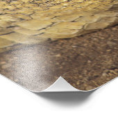 Afrika, Zuid-Afrika Nijlkrokodil Foto Afdruk (Hoek)