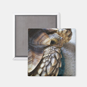 Afrikaans gezuiverd, Sulcata Tortoise Leg, Shell, Magneet