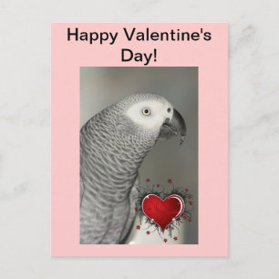 Afrikaans grijs Parrot Happy Valentijnsdag Briefka Feestdagenkaart