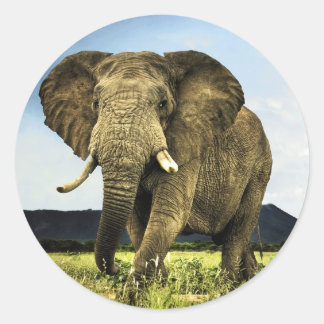Afrikaans-olifant Ronde Sticker