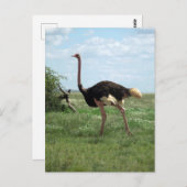 Afrikaans plantaardig wild briefkaart (Voorkant / Achterkant)