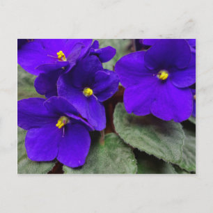 Afrikaans Violet Briefkaart