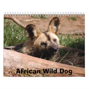 afrikaans-wild-dog-012, African Wild Dog Kalender