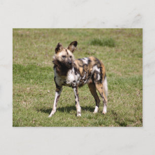 afrikaans-wild-dog-015 briefkaart